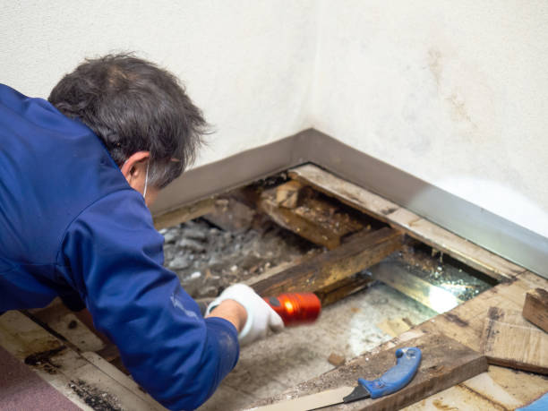 Best Local Mold Removal Service  in Roslyn Heights, NY