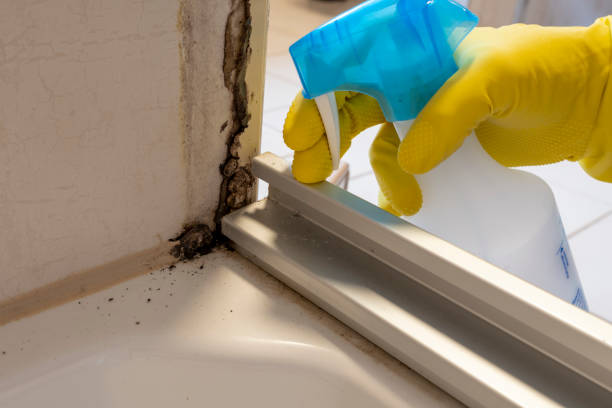 Best Attic Mold Removal  in Roslyn Heights, NY