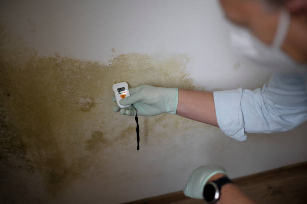 Best Professional Mold Removal  in Roslyn Heights, NY