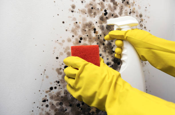 Best Office Mold Removal Services  in Roslyn Heights, NY