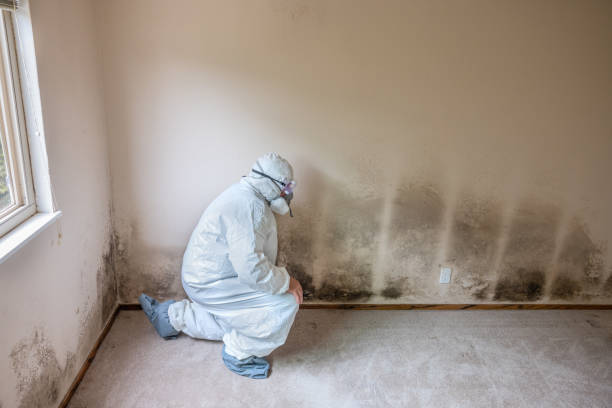 Best Residential Mold Removal  in Roslyn Heights, NY