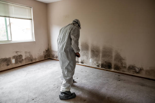 Best Local Mold Removal Service  in Roslyn Heights, NY