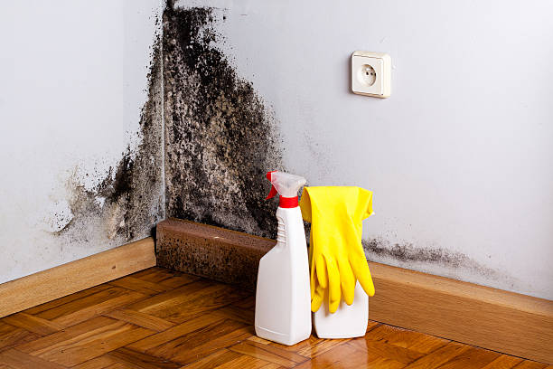 Mold Removal Process in Roslyn Heights, NY